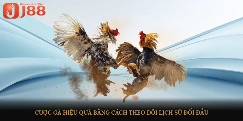 Cược gà hiệu quả bằng cách theo dõi lịch sử đối đầu