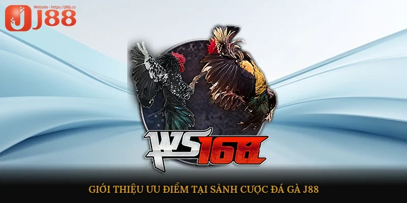 Giới thiệu ưu điểm tại sảnh cược đá gà J88