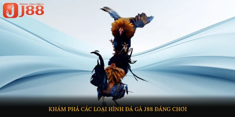 Khám phá các loại hình đá gà J88 đáng chơi 